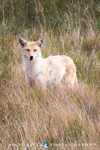 Coyote_IMG_9195-copy