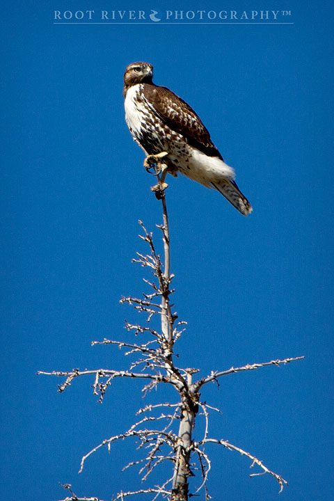 CR2_BreastFeathers_IMG_2478-copy