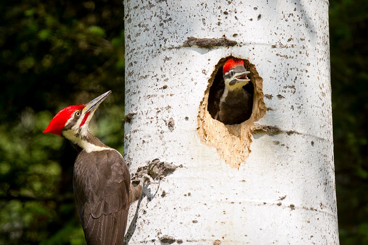 PINKERTON_07-Jul_Pileated