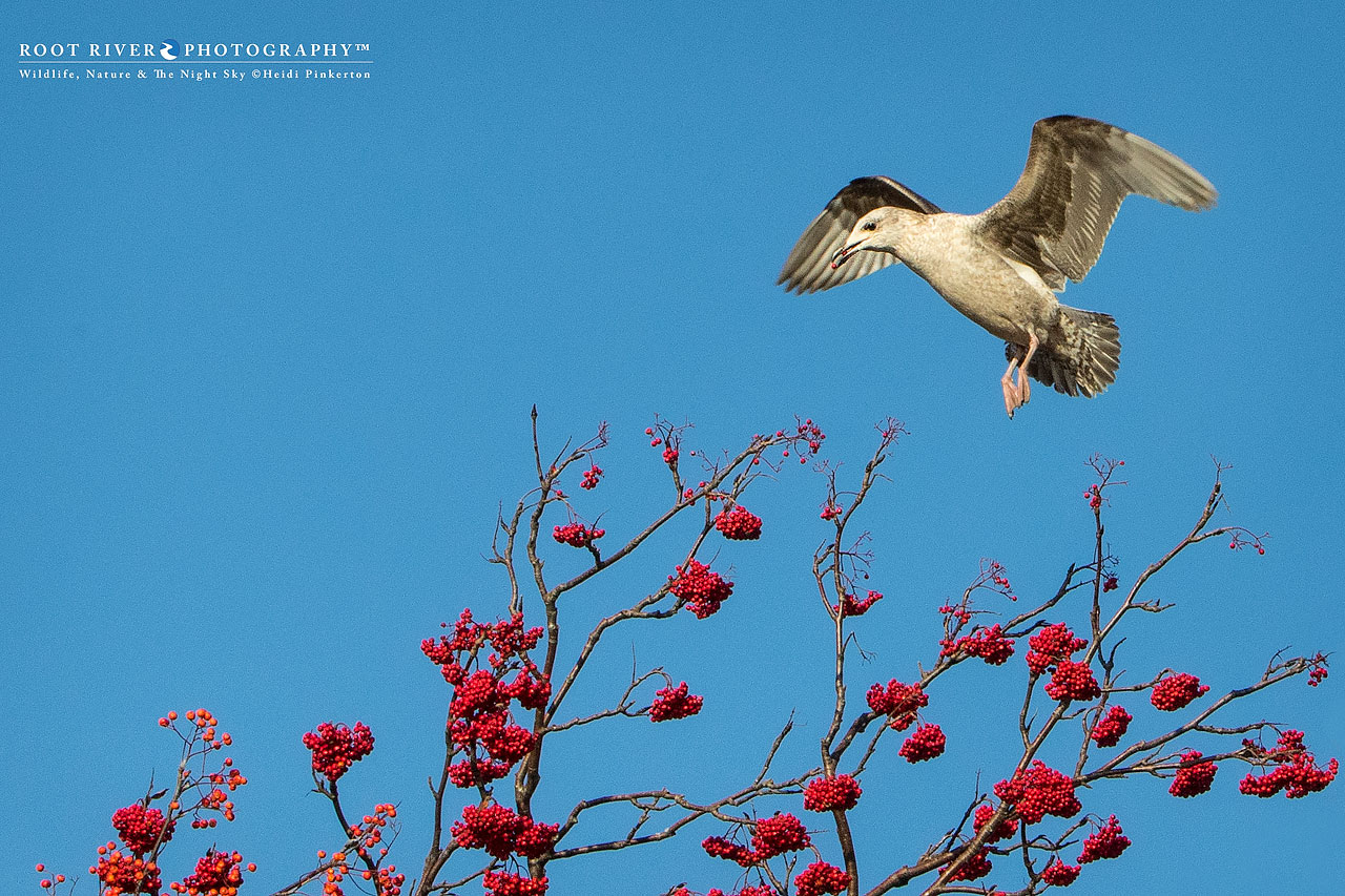 gullmountainash_se3a9079-copy