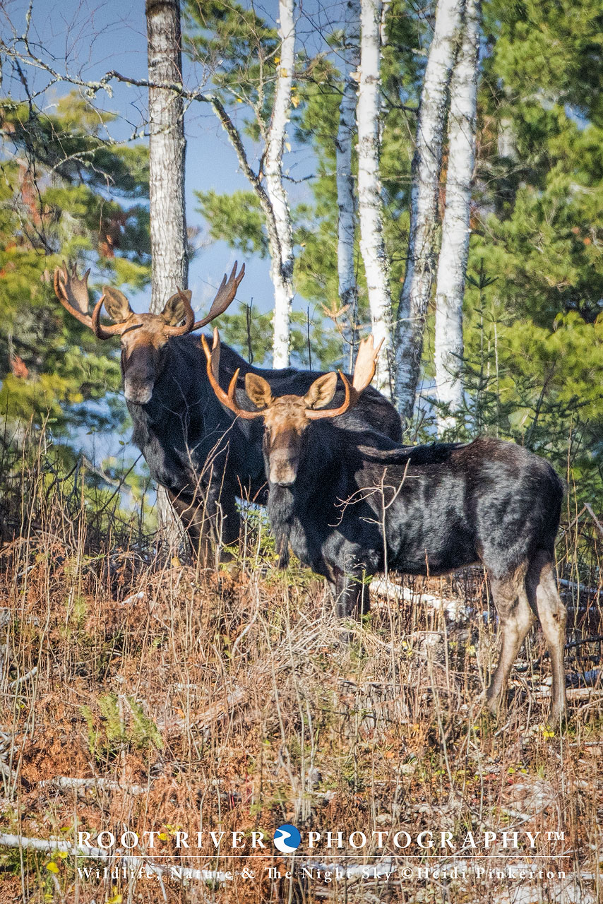 mnmoose_se3a7964-copy