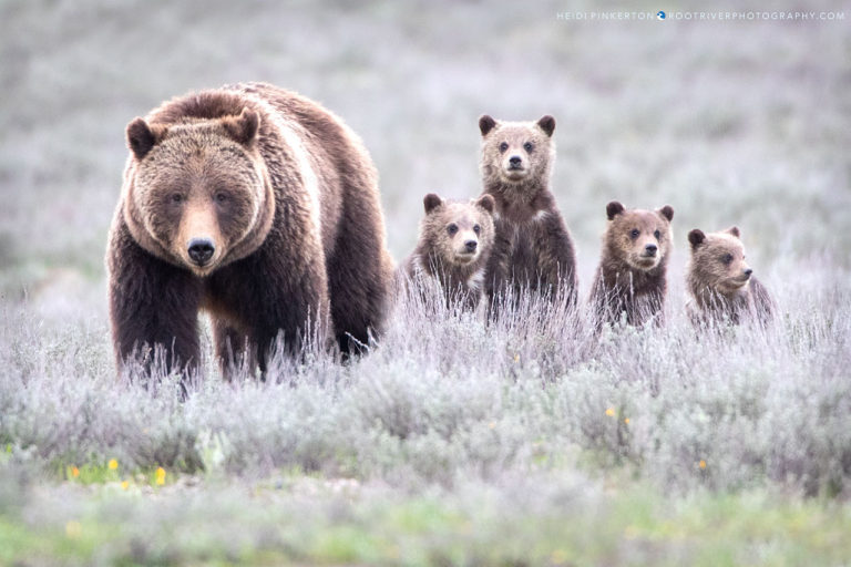 Bear 399 Cubs 2024 Celka Darlene