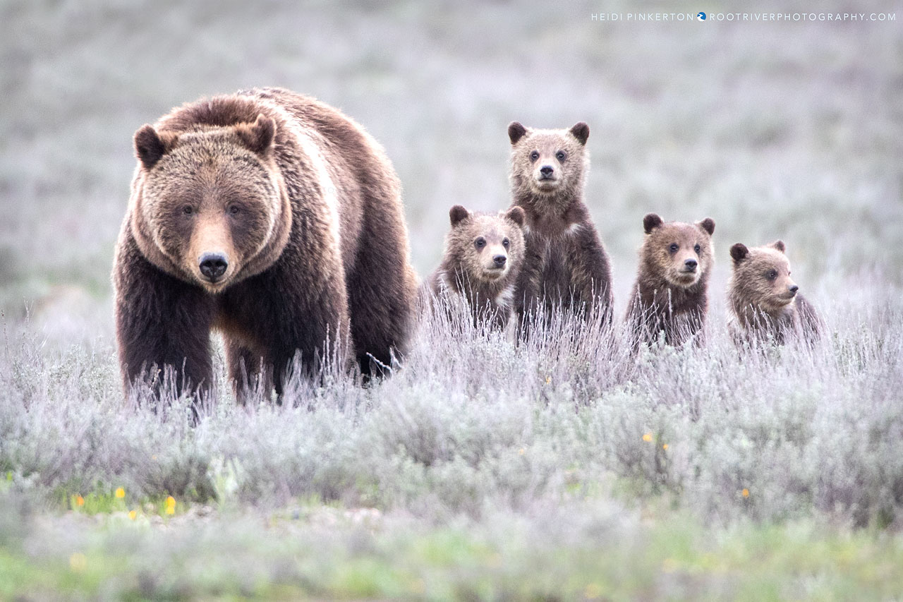 Grizzly Bear 399 and her four cubs of the year 2020 HEIDI'S BLOG